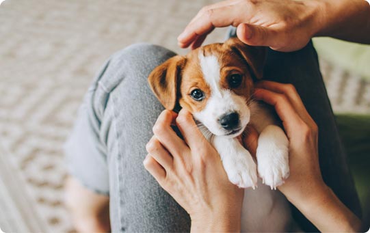 Products for New Puppys