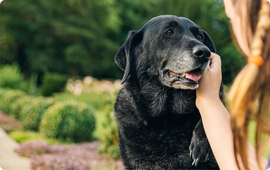 Senior Care for Older Dogs