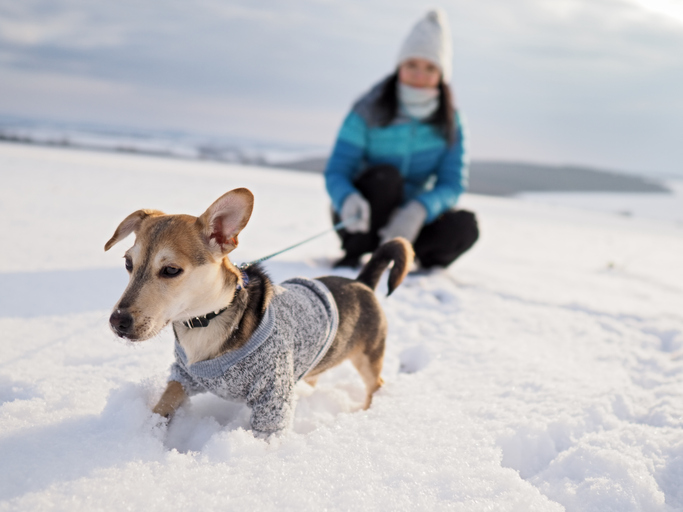 Winter Pet Safety: Keeping Your Furry Friends Warm and Healthy