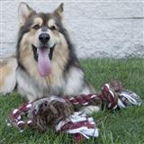 Flossy® Chews 2 Knot Rope Dog Toy I000906b