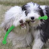 Kong® Safestix Toy for Dogs I004170b